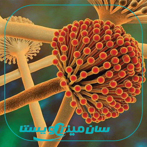 مایکوتوکسین ها