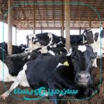 تمایل گاو‌ها به استراحت در محیط باز یا جایگاه‌های پرورشی