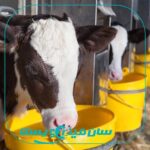 استفاده از شیر آنتی‌بیوتیکی گله برای گوساله