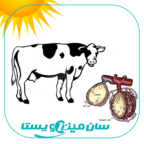 استرس گرمایی و افزایش شمار سلول های سوماتیک شیر