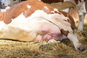 عوامل موثر بر پاسخ گاوها به درمان ورم پستان