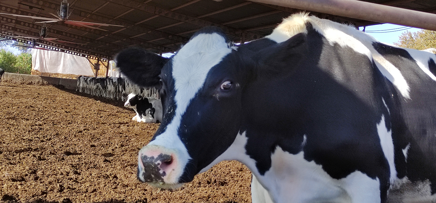 چربی‌ ها در تغذیه گاو شیری - قسمت دوم