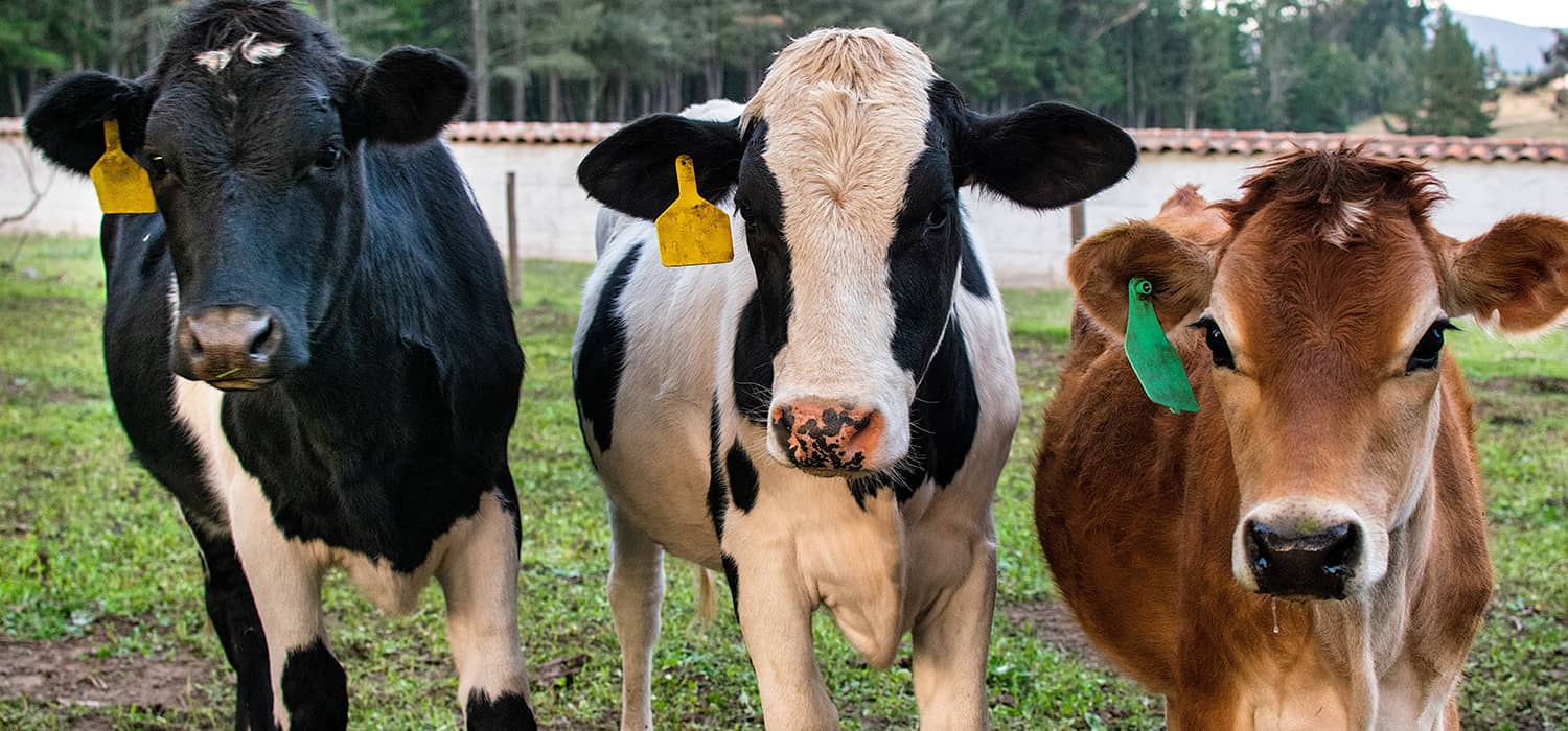 برآورد فیبر کافی در جیره گاوهای شیرده پر تولید