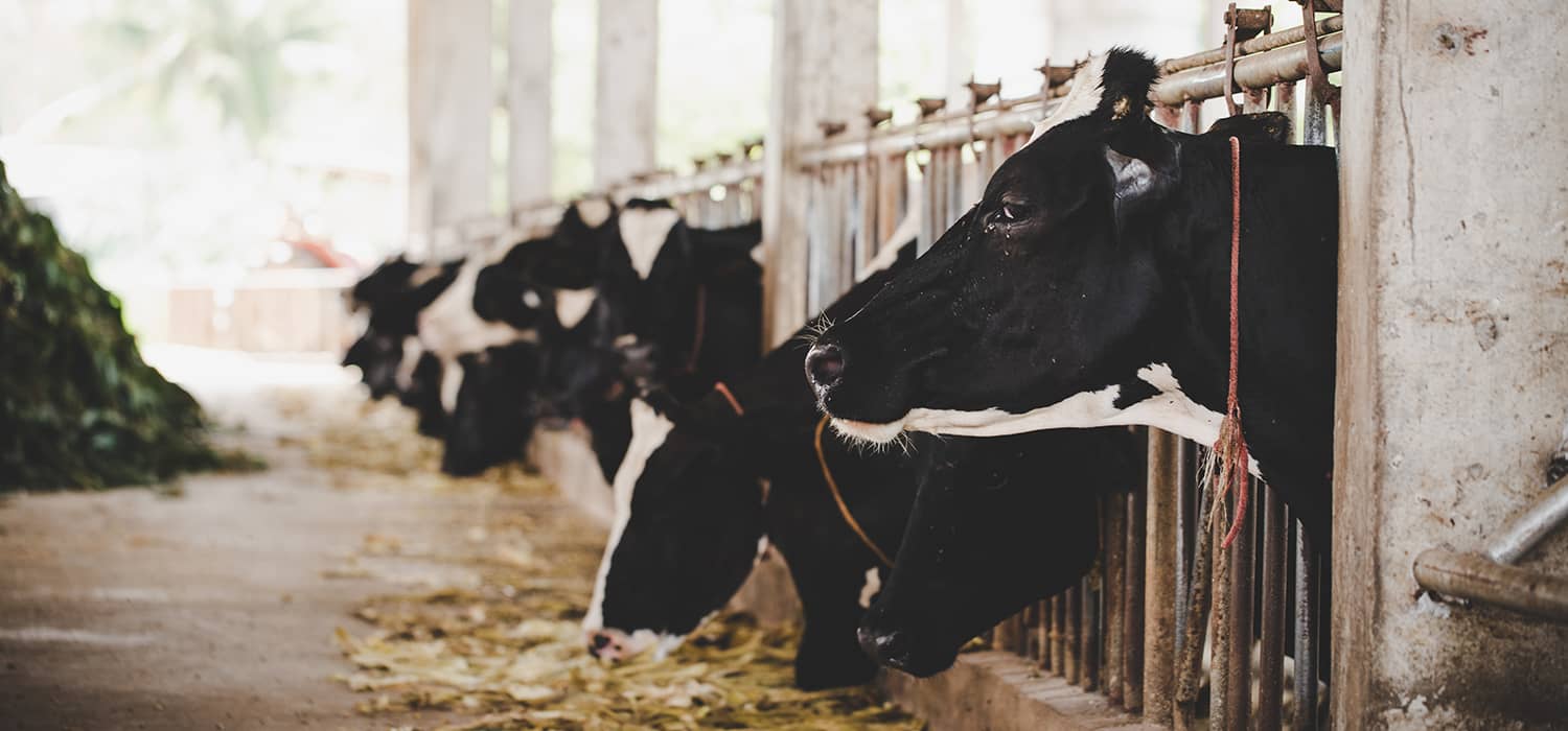 اسیدهای چرب غیر استریفیه در گاوهای شیری
