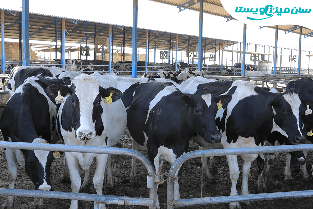 نظرسنجی مینوویت