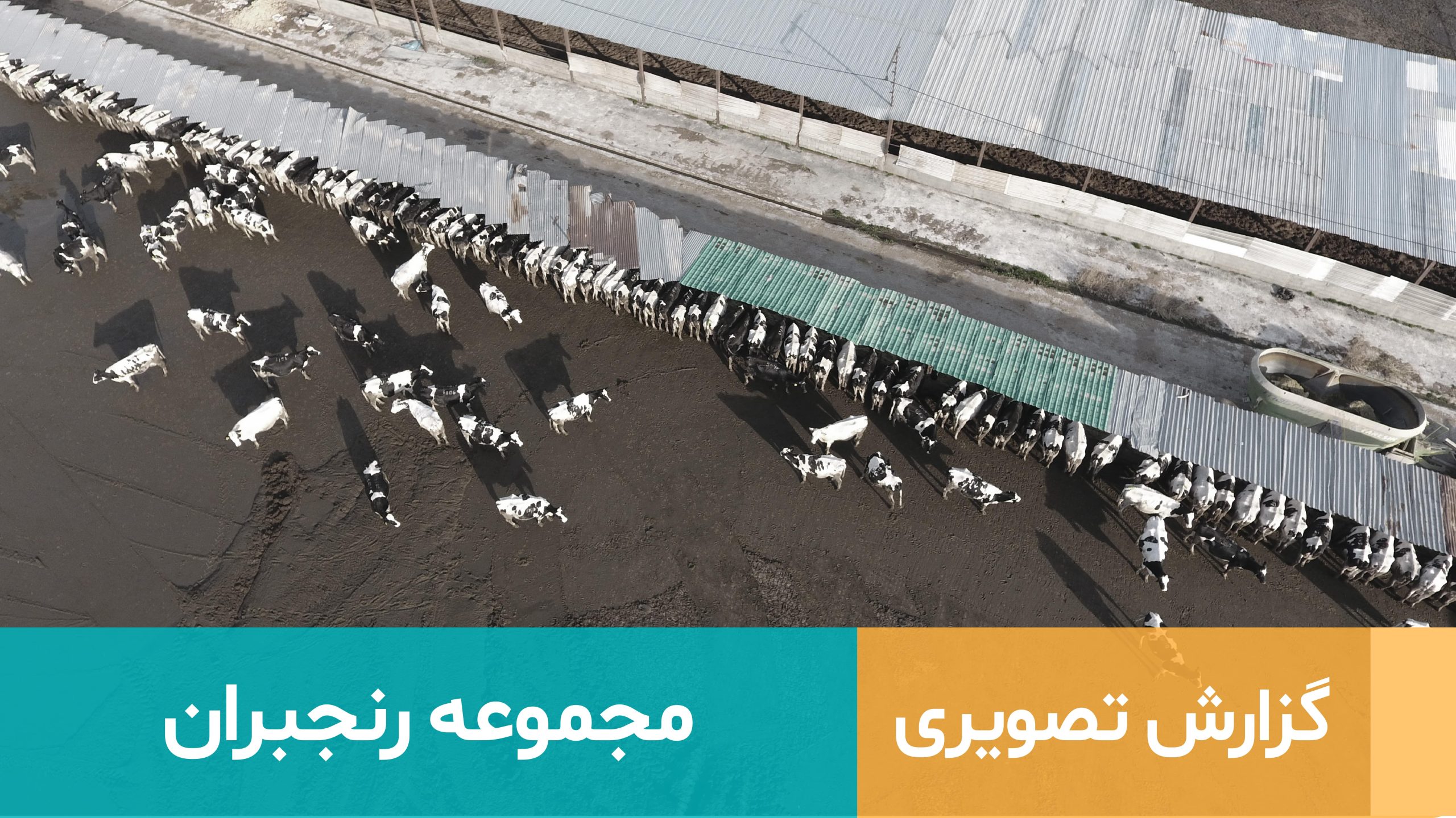 مجموعه دامپروری رنجبران