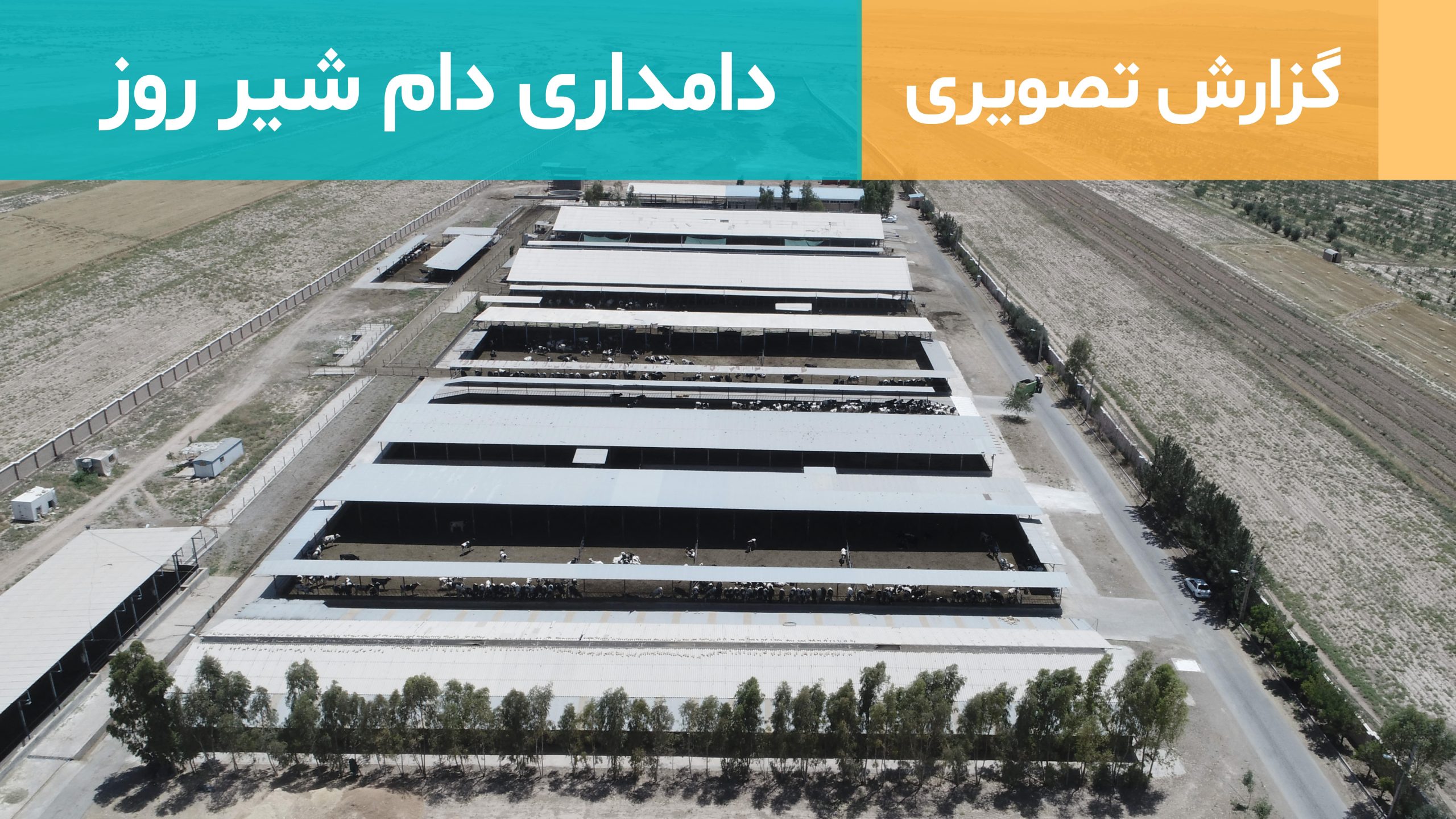 دامداری دام شیر روز