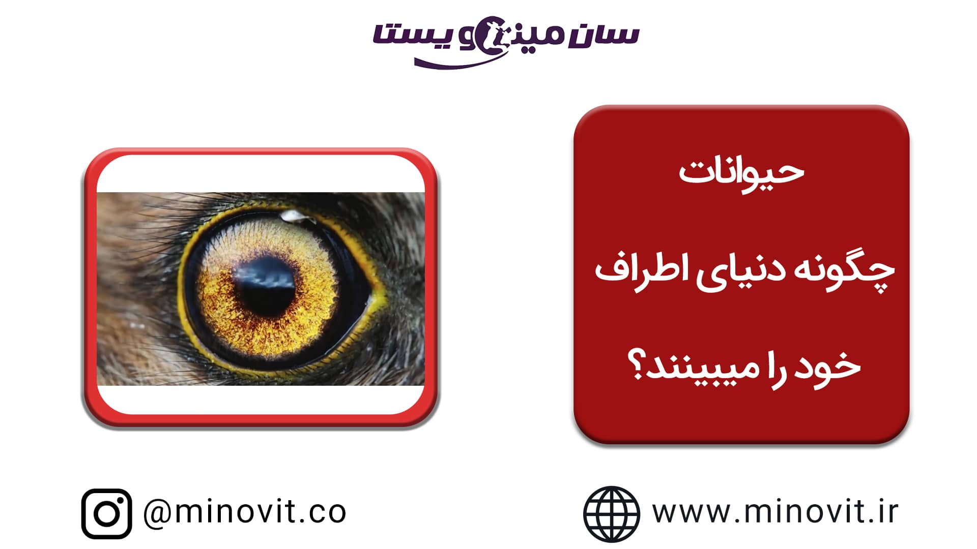 حیوانات چه طور دنیای اطرافشان را می بینند