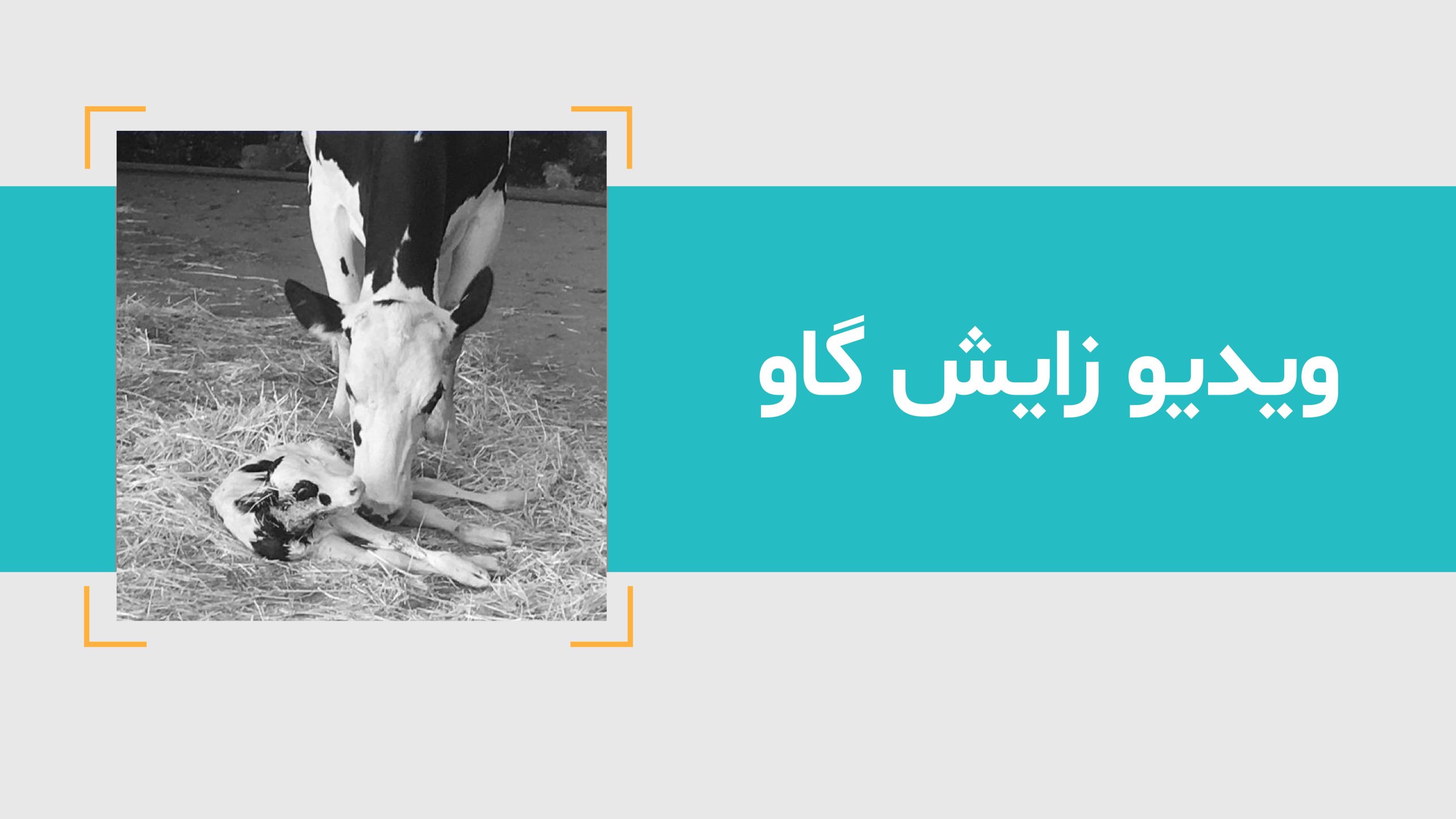 زایش گاو