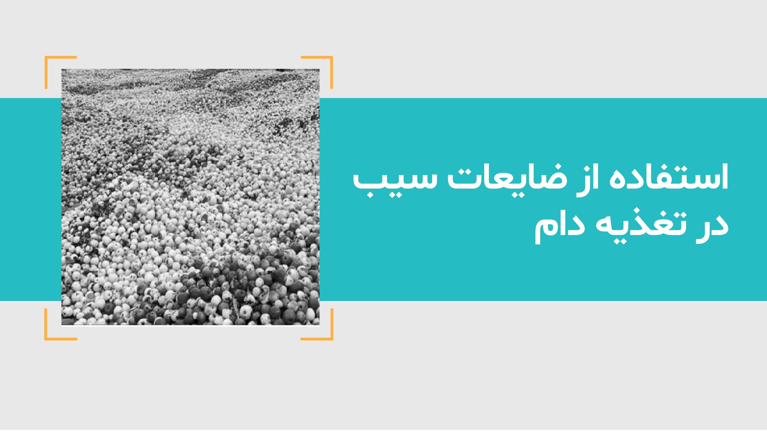 استفاده از ضایعات سیب در تغذیه دام