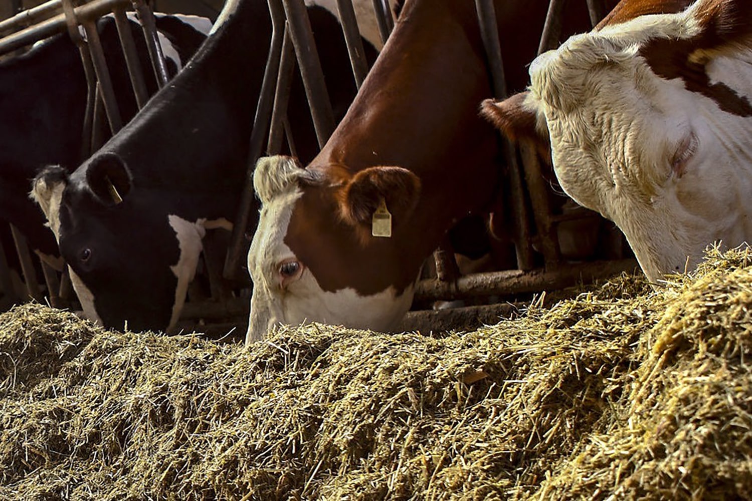 مصرف خوراک و فعالیت نشخوار گاوهای شیری