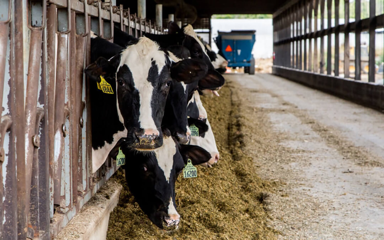استرس های گاو و گوساله و اثر آنتی اکسیدان ها
