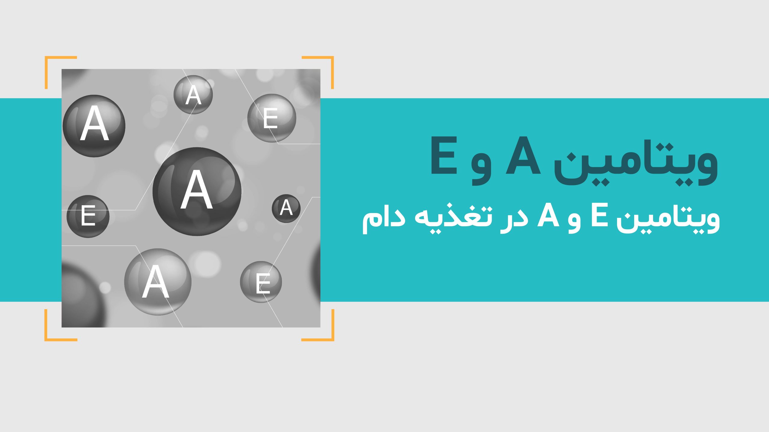 ویتامین A و E در تغذیه دام