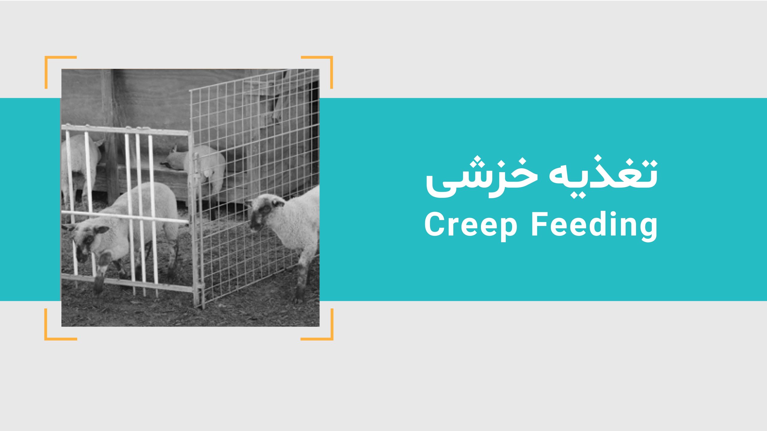 تغذیه خزشی در گوسفندان