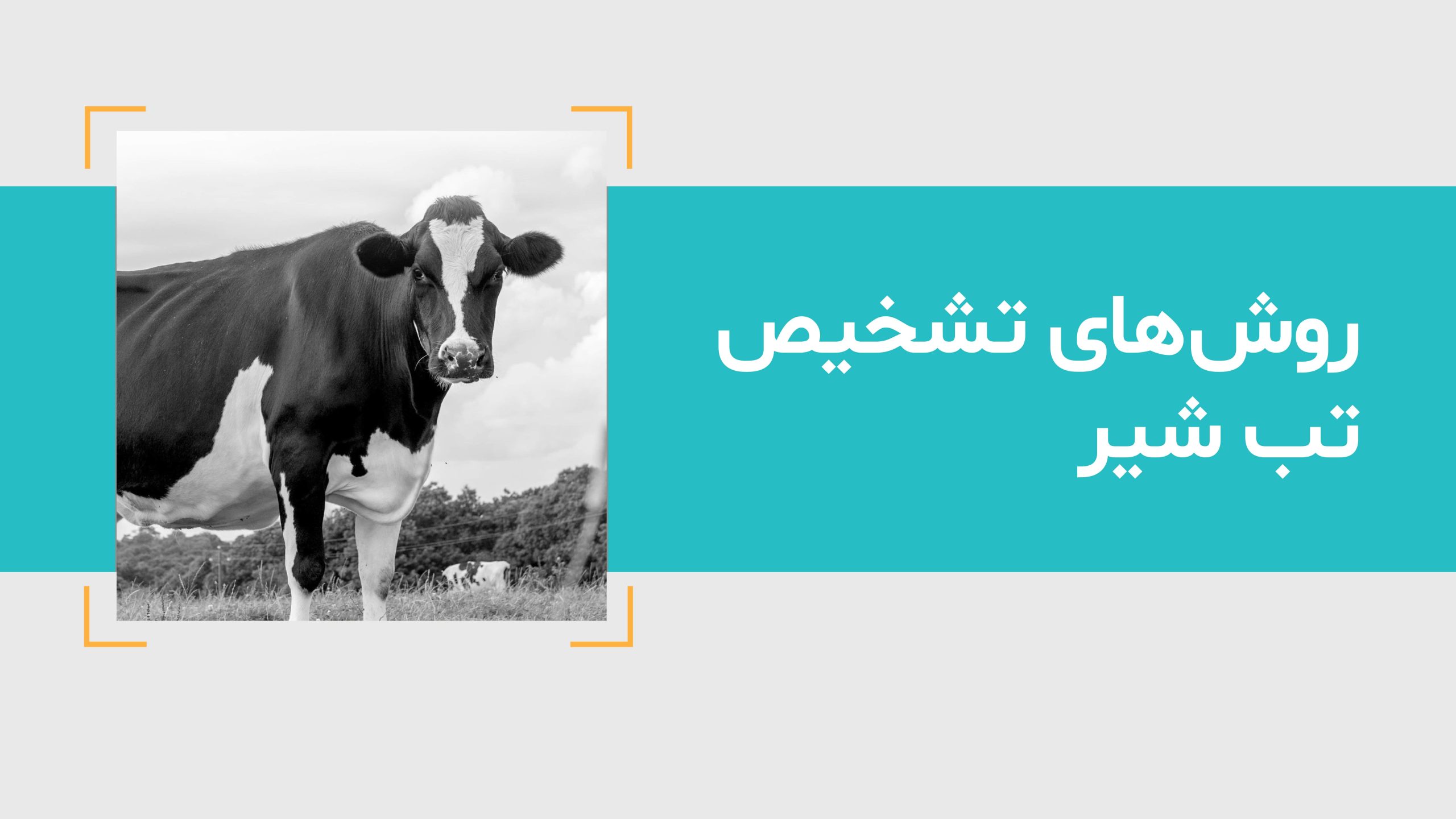 آیا روش تشخیص تب شیر را می دانید؟