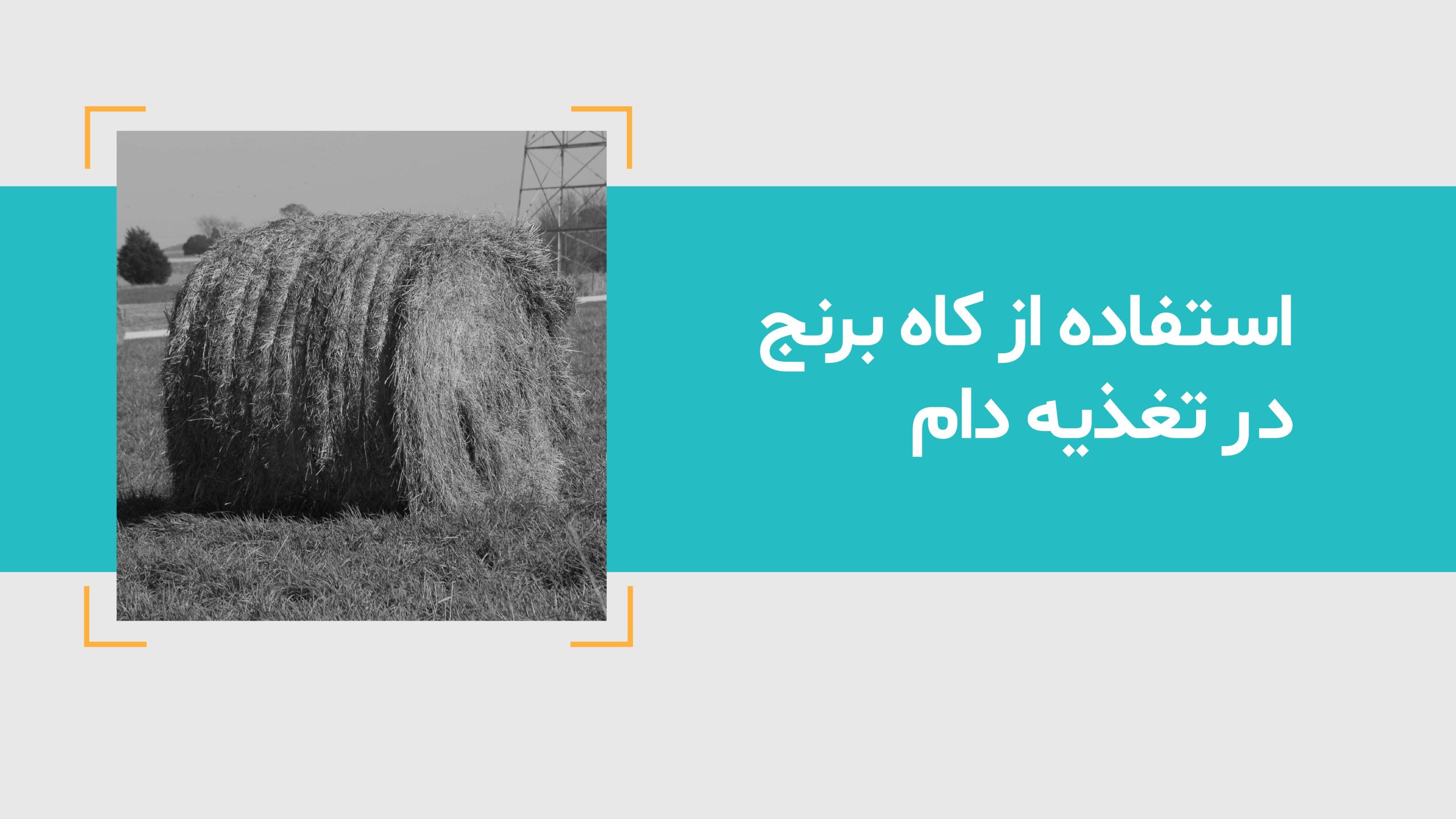 استفاده از کاه برنج در تغذیه دام