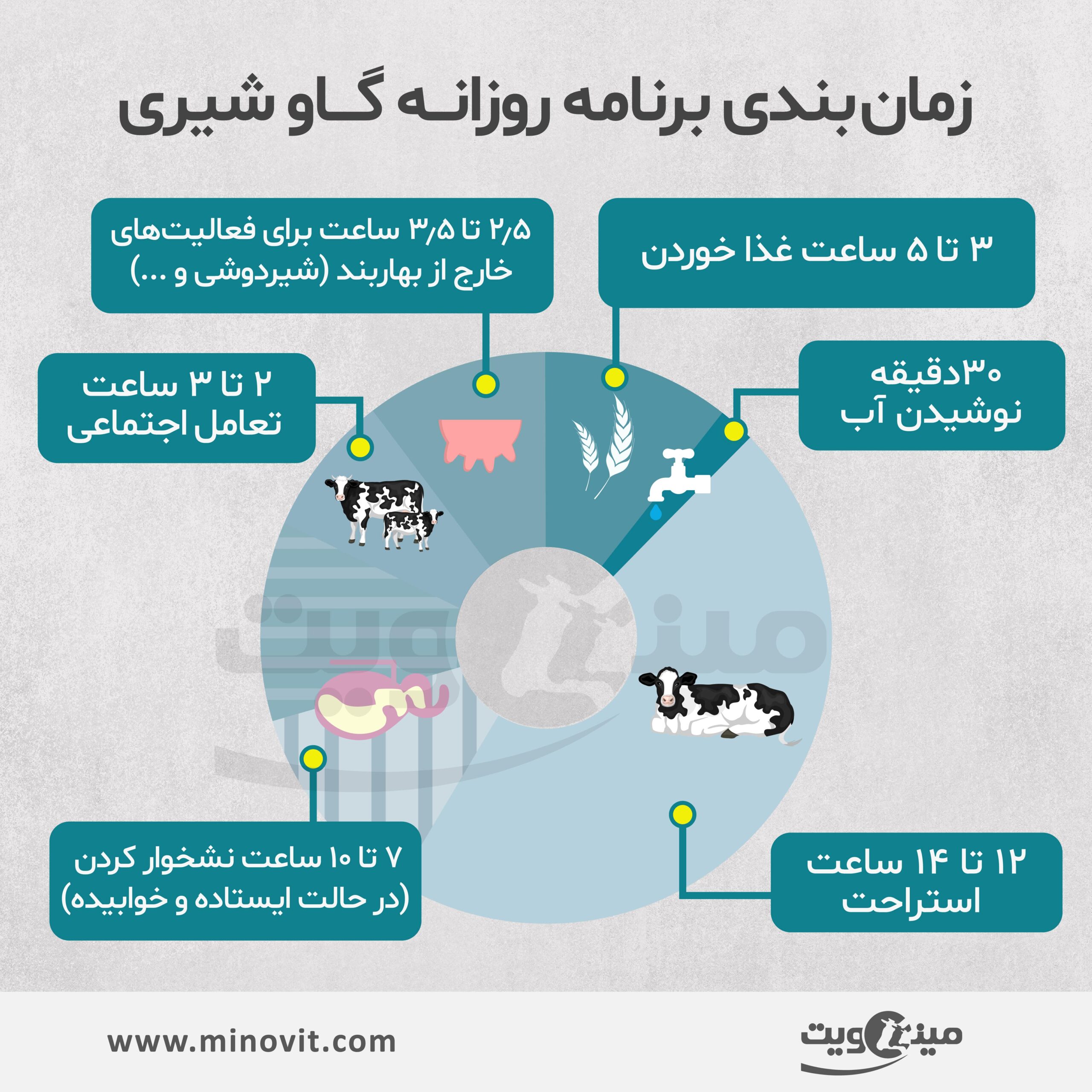 برنامه روزانه گاو
