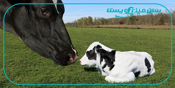 معیار ها در درصدآبستنی و گوساله زایی