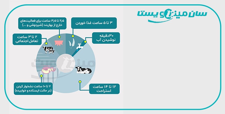 برنامه روزانه گاو