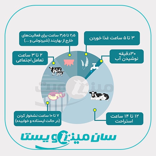 برنامه روزانه گاو