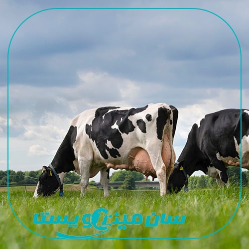 برخی دلایل باروری پایین گاوهای شیری با تولید بالا