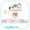 تاثیر دریافت مواد مغذی پیش از زایش بر کیفیت آغوز