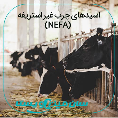 اسیدهای چرب غیر استریفیه در گاوهای شیری