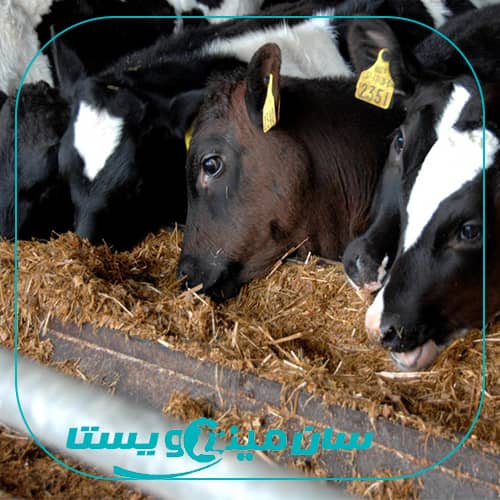 عملکرد گوساله های تغذیه شده با علوفه و ذرت