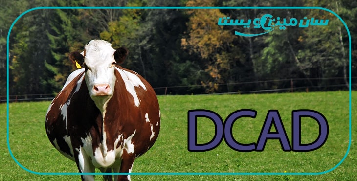 سطح DCAD در جیره گاوهای انتقال