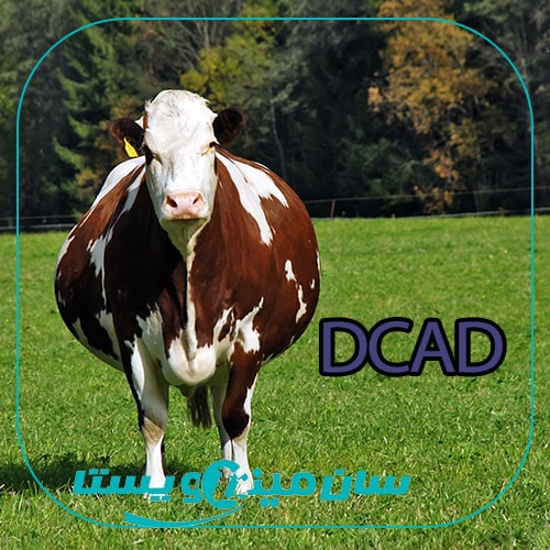 سطح DCAD در جیره گاوهای انتقال