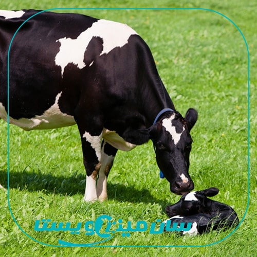 تأثیر تعداد زایش بر عملکرد شیردهی