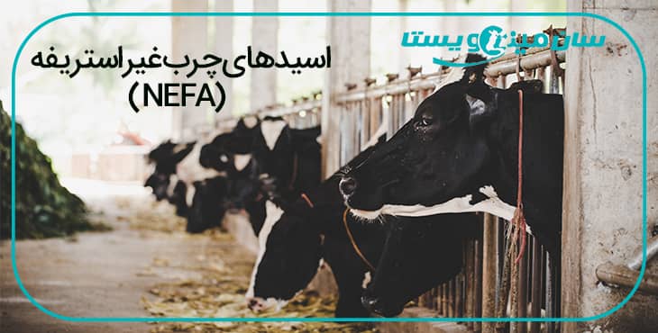 اسیدهای چرب غیر استریفیه در گاوهای شیری
