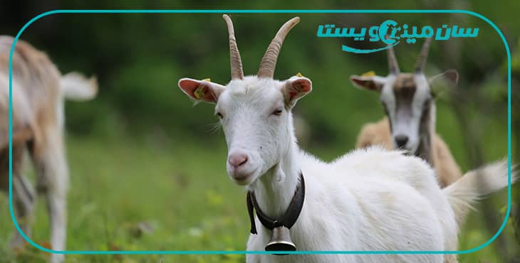 تغذیه و مدیریت خوراک بزهای شیری
