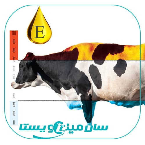 تغذیه ویتامین E بیش از مقدار توصیه شده در استرس گرمایی