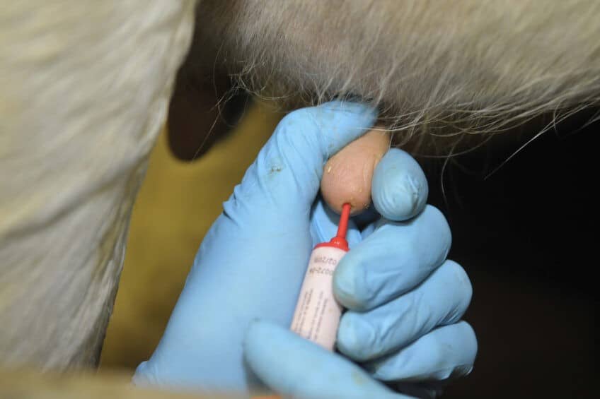 عوامل موثر بر پاسخ گاوها به درمان ورم پستان