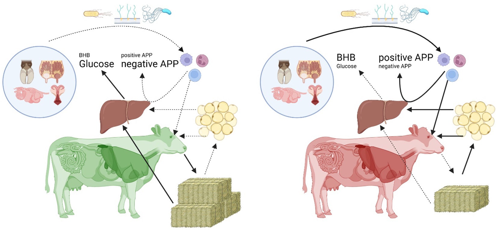 چرا برخی گاوها بیمار میشوند و برخی نه؟