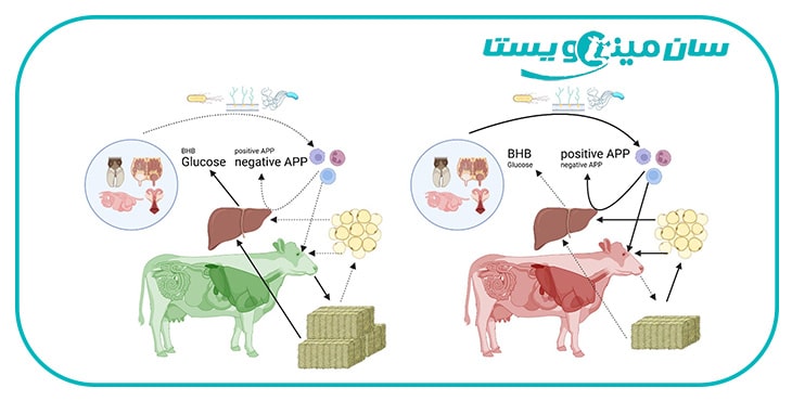 ایمونومتابولیسم در گاوهای دوره انتقال