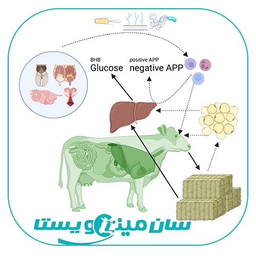 ایمونومتابولیسم در گاوهای دوره انتقال