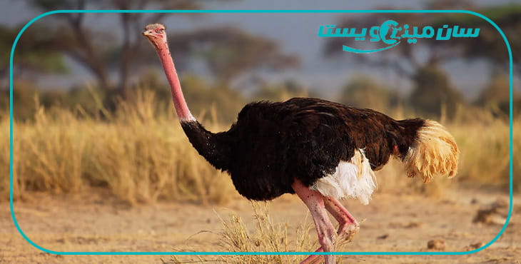 مدیریت علمی ریزمغذیها در پرورش شترمرغ