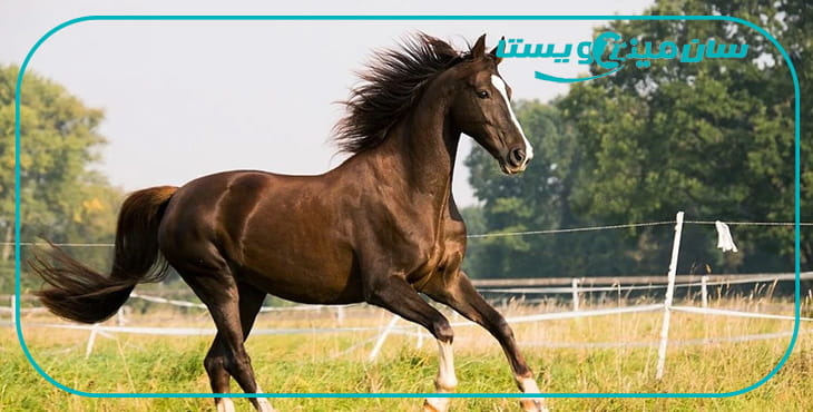 نیاز اسب به مکمل معدنی و ویتامینه