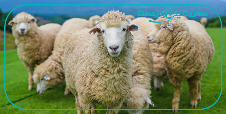 انسداد مجاری ادراری بره پرواری (Urolithiasis)