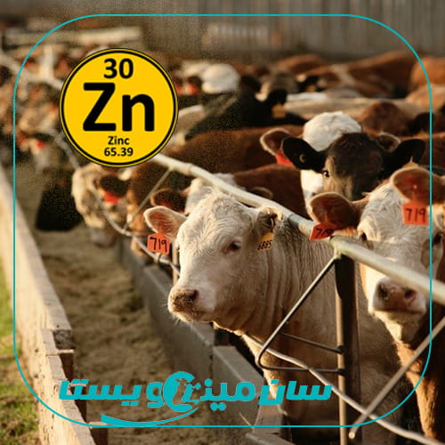 نقش روی در تغذیه دام