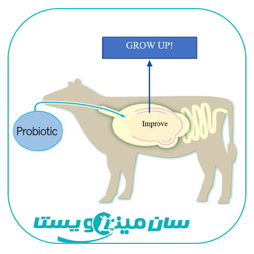 مکمل پروبیوتیک دام