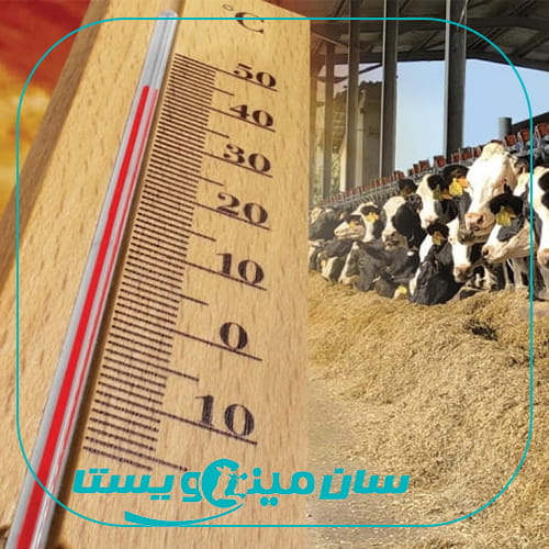 استرس گرمایی در گاو شیری؛ نقش تغذیه و ترکیبات ویتامینه و معدنی در حفظ سلامت و تولید