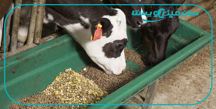 جیره مخصوص گاو شیری